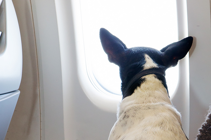 Travelling with Animals | Czech Airlines